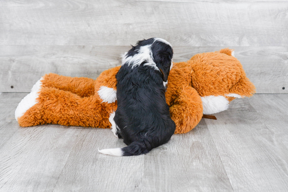 Hypoallergenic Cavalier King Charles Spaniel Purebred Pup