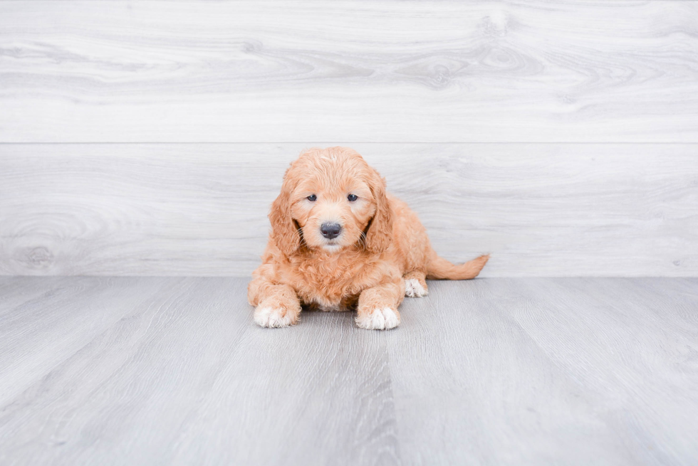 Funny Mini Goldendoodle Poodle Mix Pup