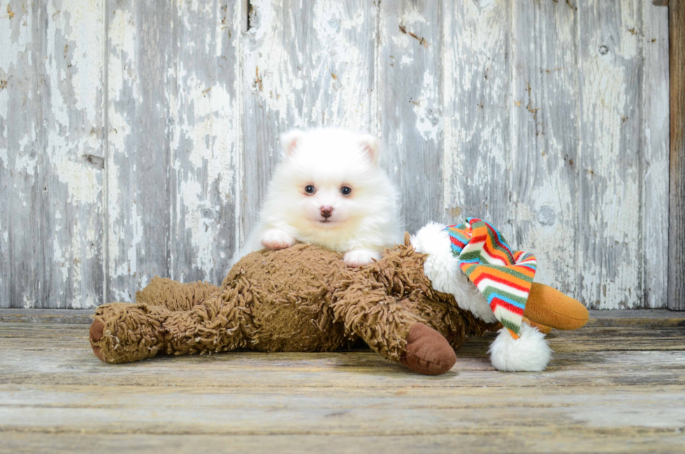 Best Pomeranian Baby