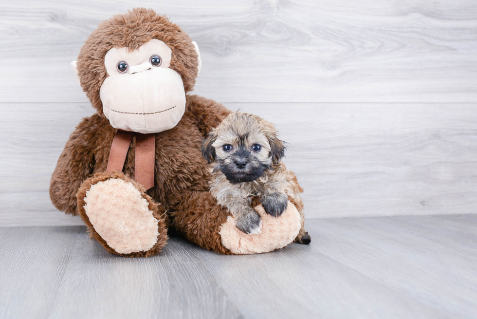 Havanese Pup Being Cute