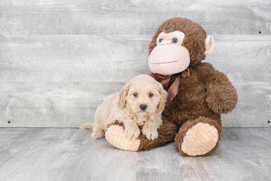 Cavapoo Puppy for Adoption