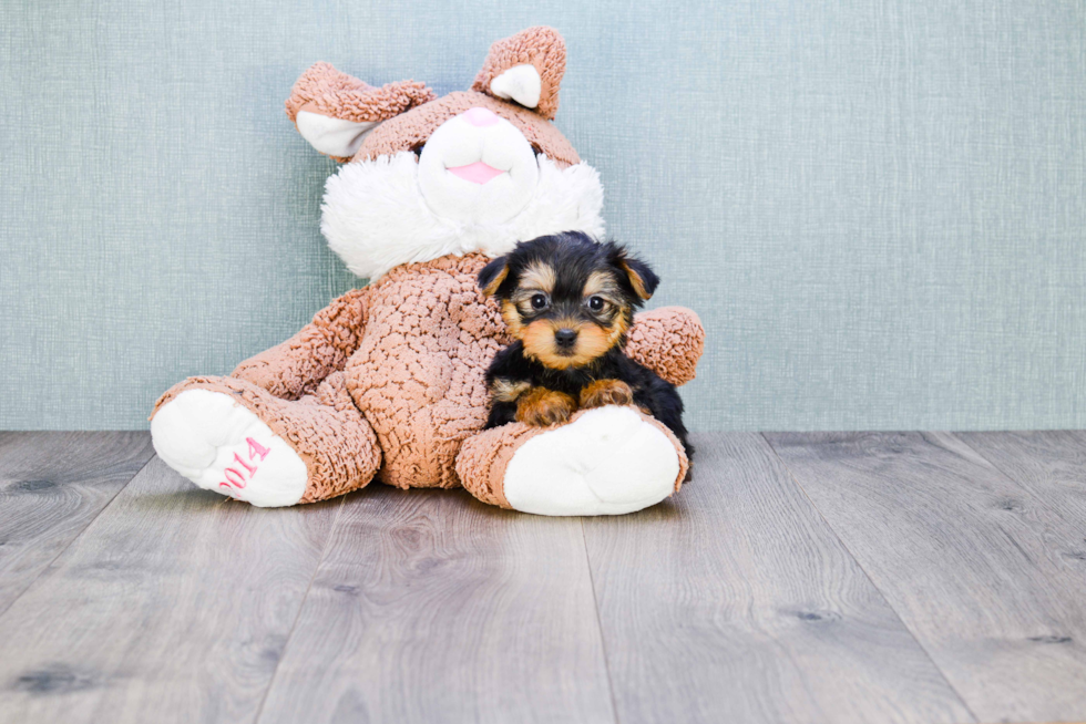 Meet Timmy - our Yorkshire Terrier Puppy Photo 