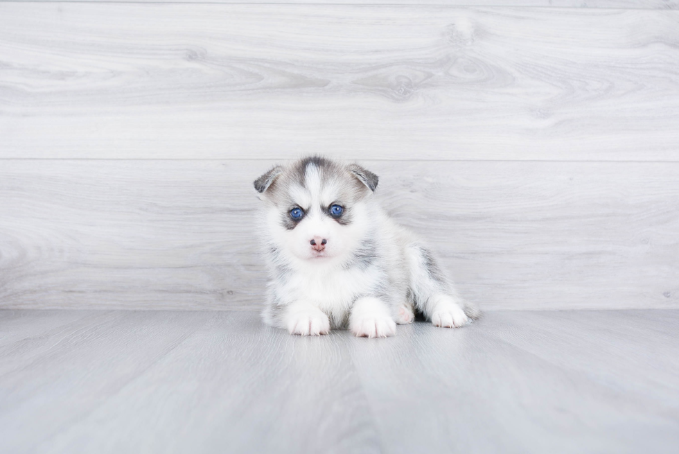 Small Pomsky Baby