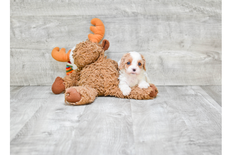 Funny Cavapoo Poodle Mix Pup