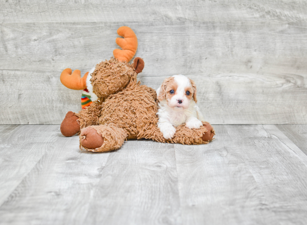 Funny Cavapoo Poodle Mix Pup