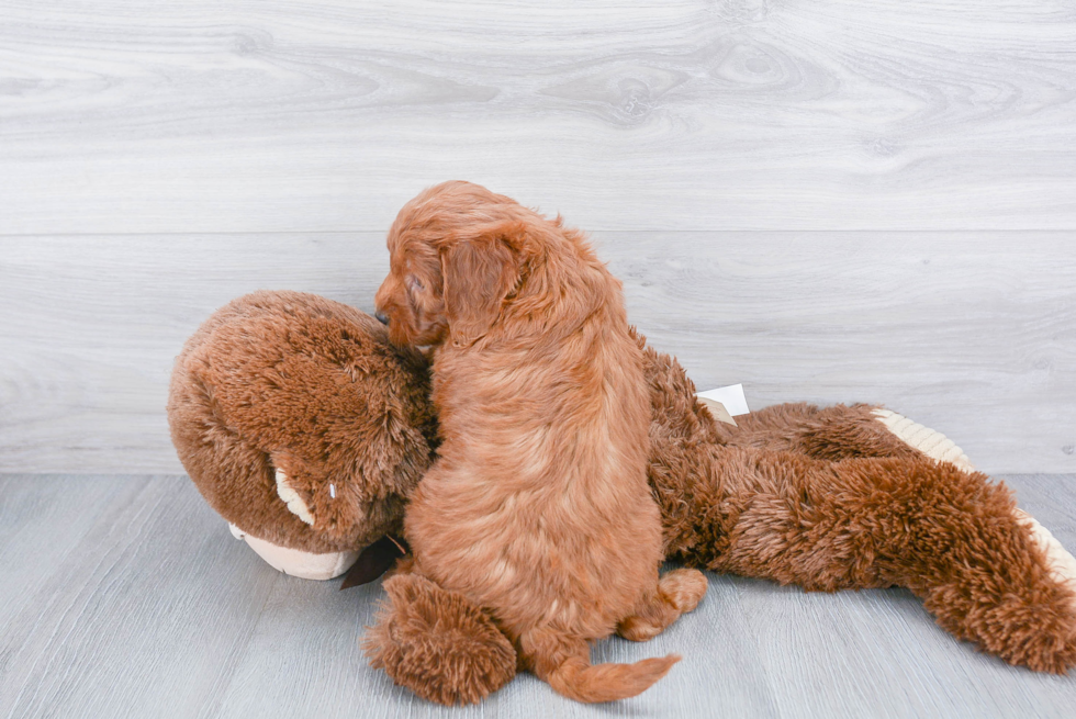 Petite Mini Goldendoodle Poodle Mix Pup