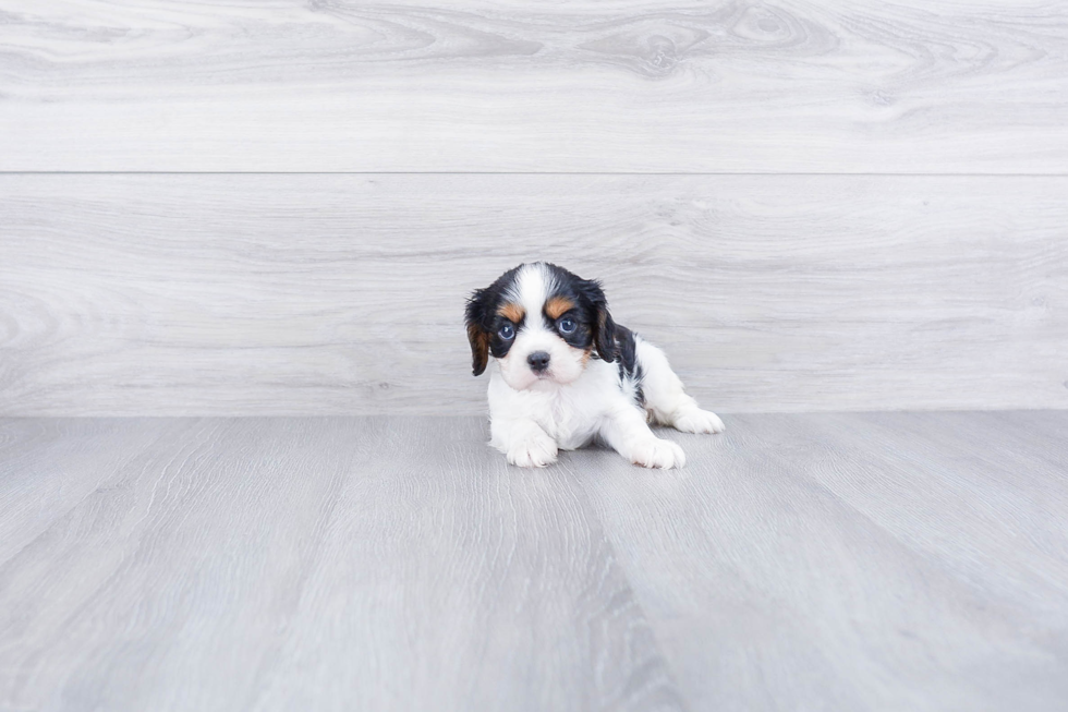 Cavalier King Charles Spaniel Puppy for Adoption