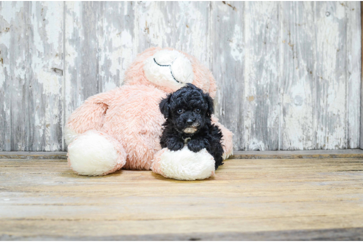 Poodle Pup Being Cute