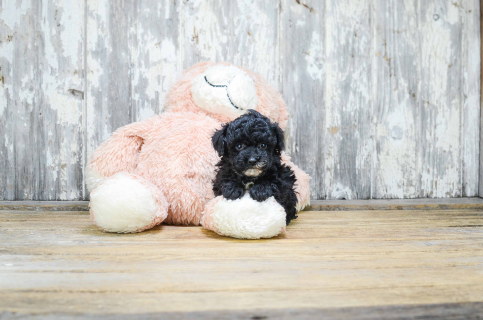 Poodle Pup Being Cute