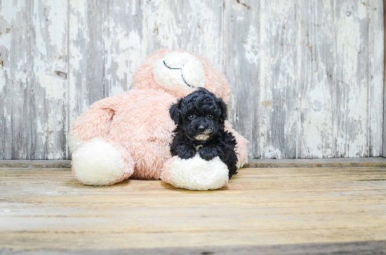 Poodle Pup Being Cute