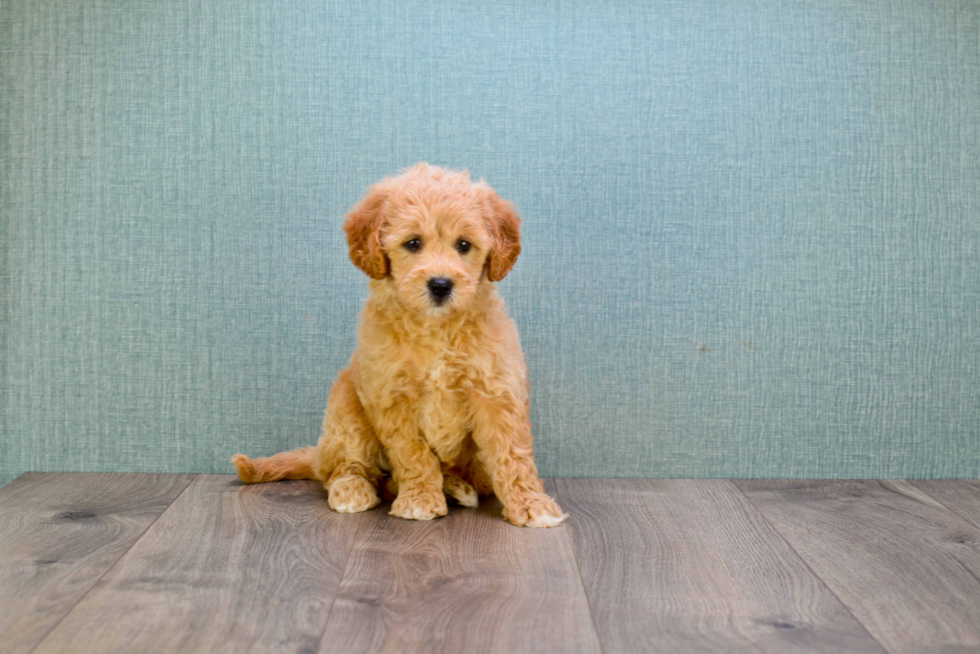 Happy Mini Goldendoodle Baby