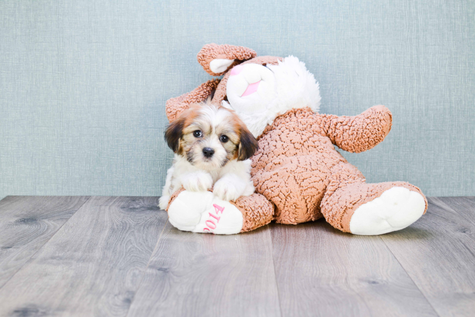 Teddy Bear Pup Being Cute