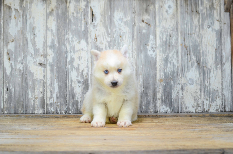 Happy Pomsky Baby