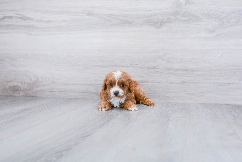 Cavapoo Pup Being Cute