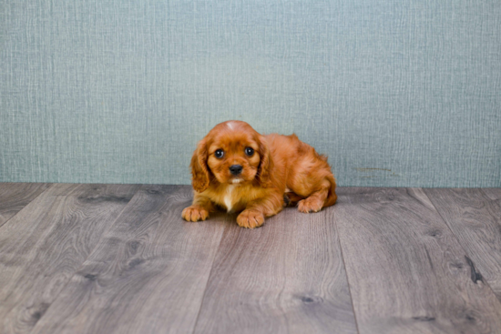 Cute Cavalier King Charles Spaniel Purebred Puppy