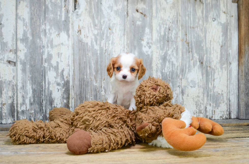 Playful Cavalier King Charles Spaniel Baby