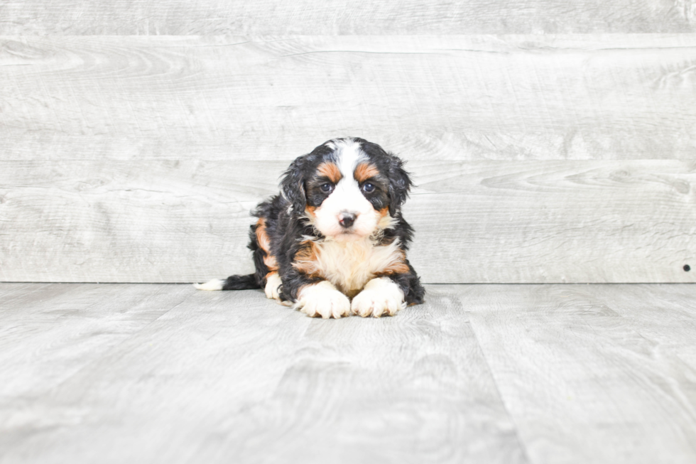 Best Mini Bernedoodle Baby