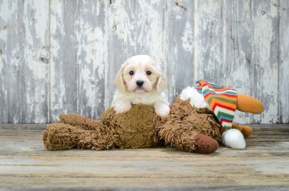 Fluffy Cavachon Designer Pup