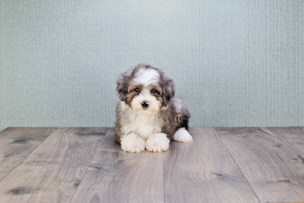 Mini Aussiedoodle Pup Being Cute