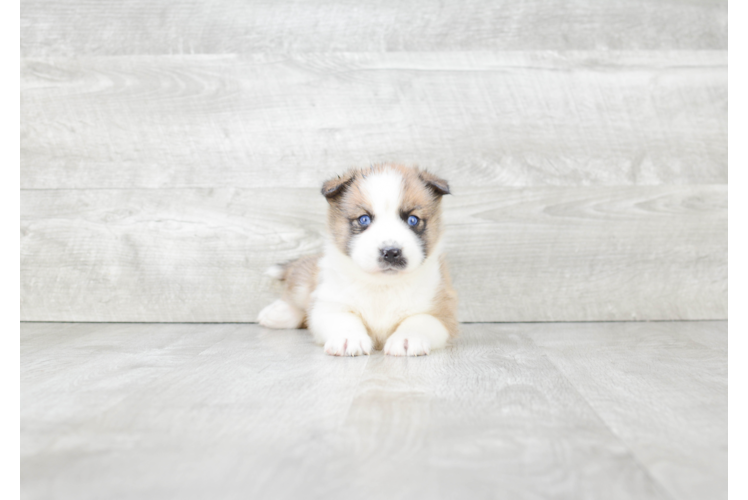 Fluffy Pomsky Designer Pup