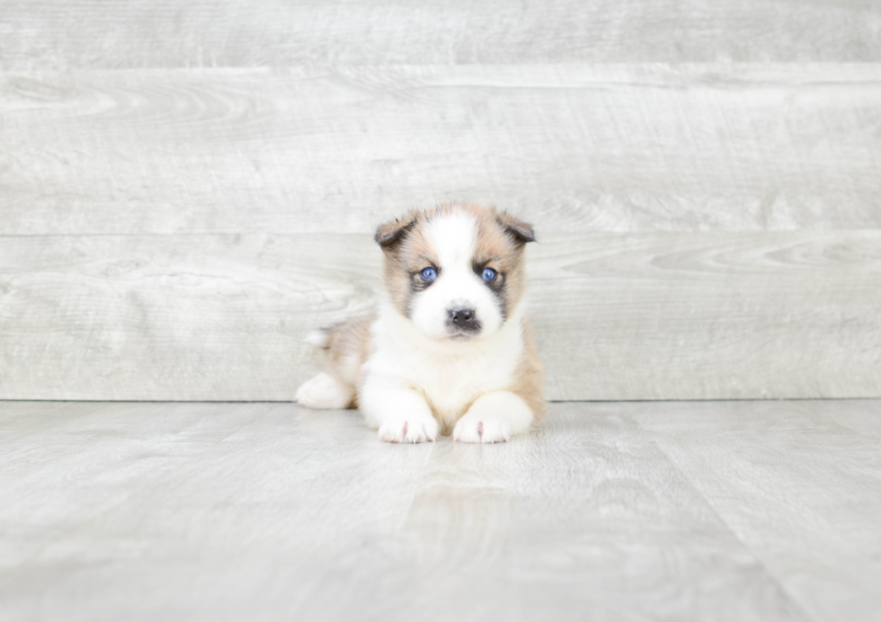 Fluffy Pomsky Designer Pup