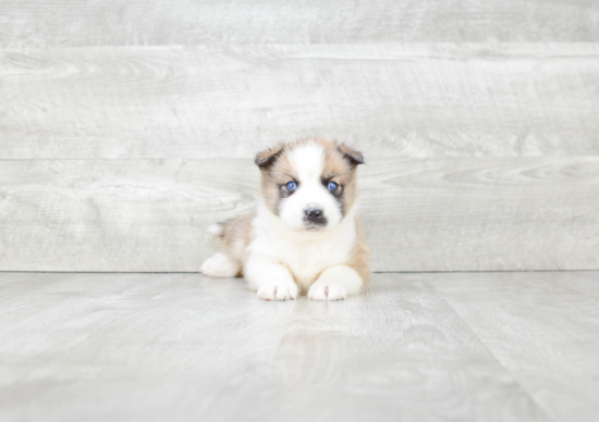 Fluffy Pomsky Designer Pup