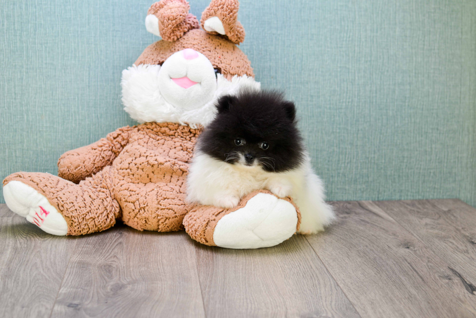 Small Pomeranian Baby