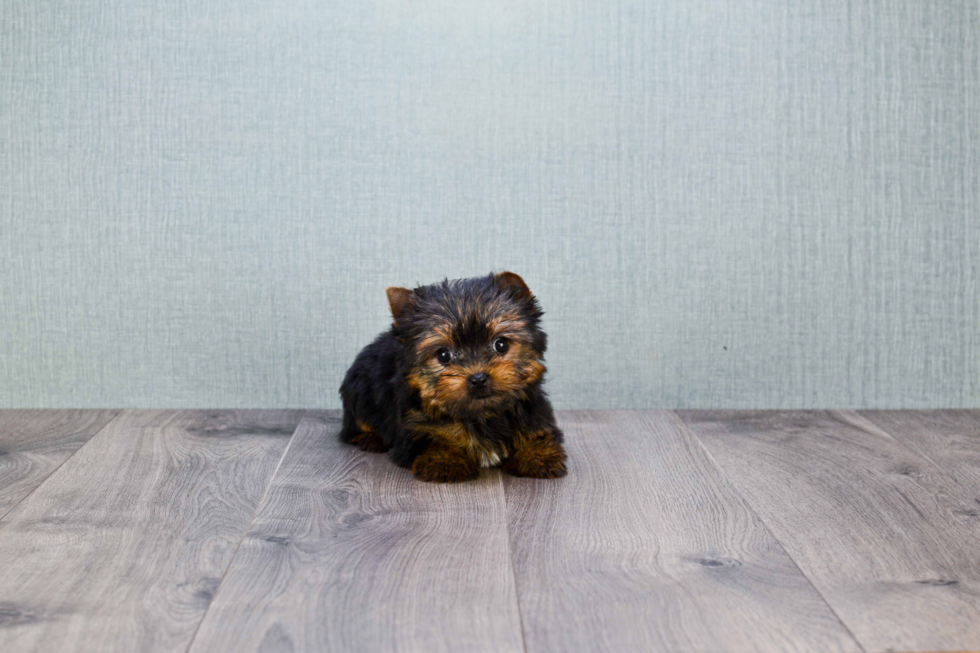 Meet Giselle - our Yorkshire Terrier Puppy Photo 