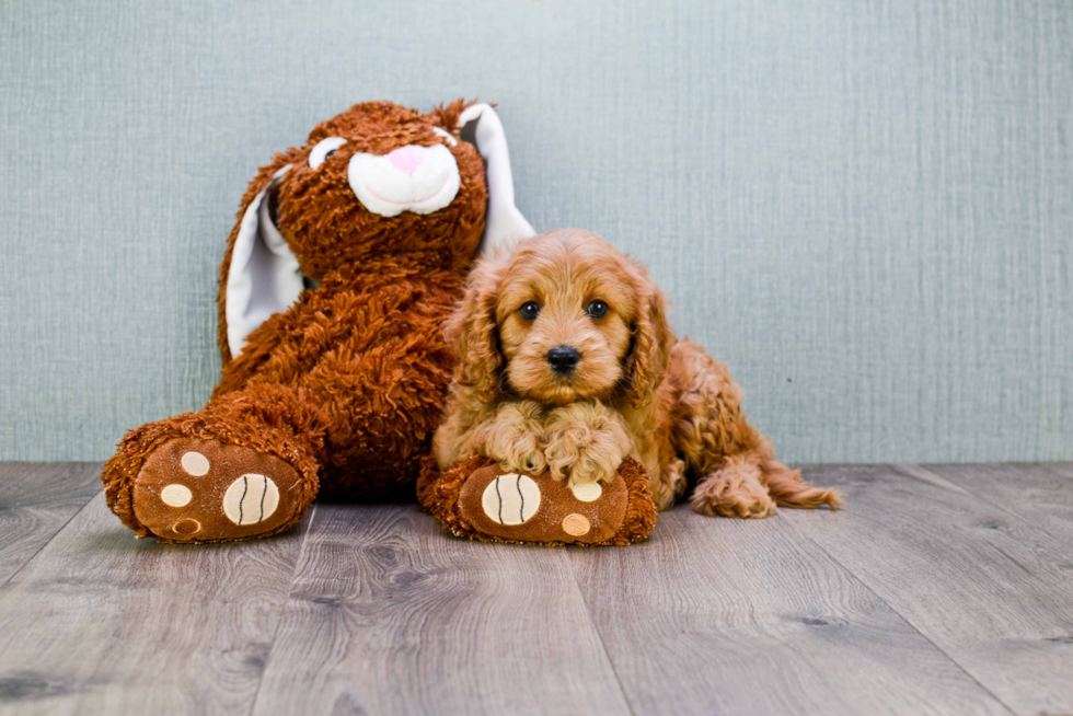 Best Cavapoo Baby