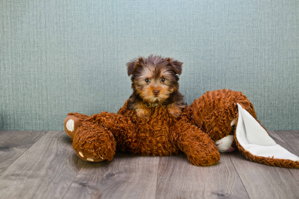 Meet Hershey - our Yorkshire Terrier Puppy Photo 