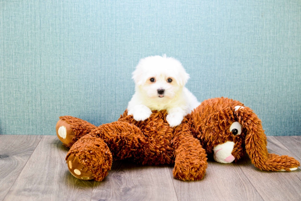 Maltese Pup Being Cute