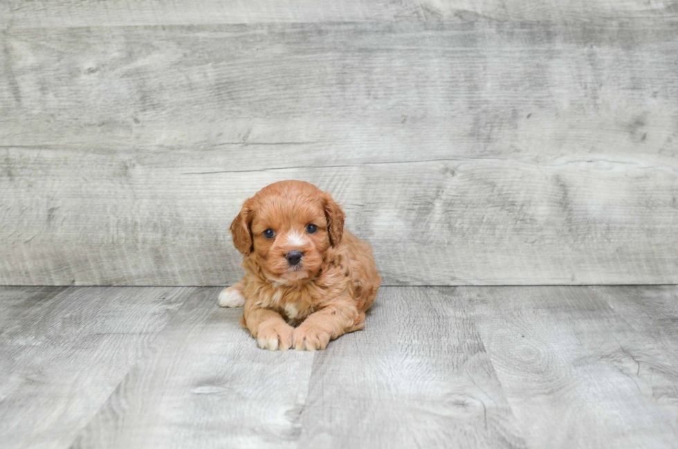 Best Cavapoo Baby