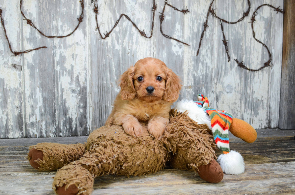 Cavapoo Puppy for Adoption