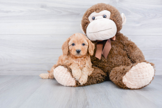 Happy Cavapoo Baby