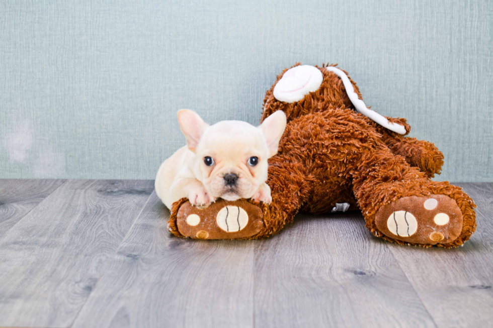 Best French Bulldog Baby