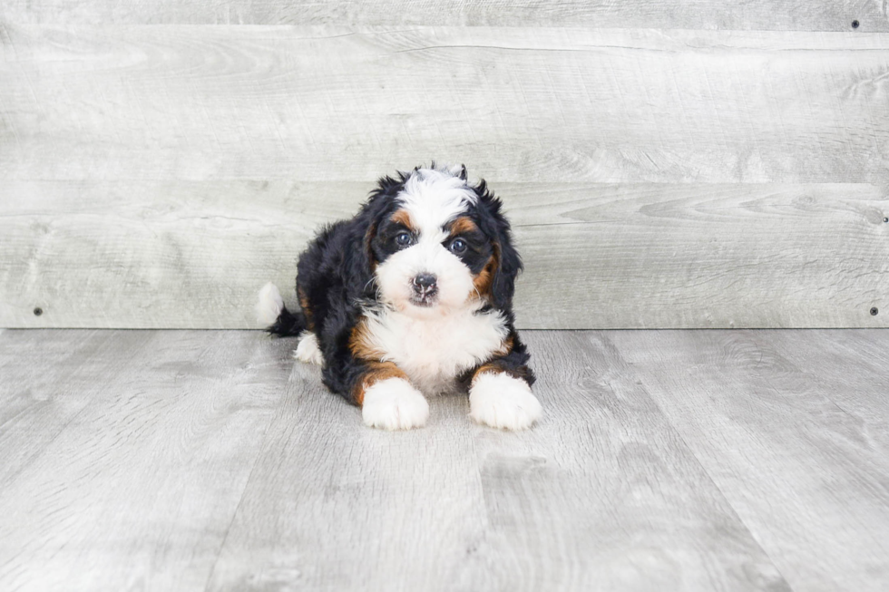 Mini Bernedoodle Puppy for Adoption