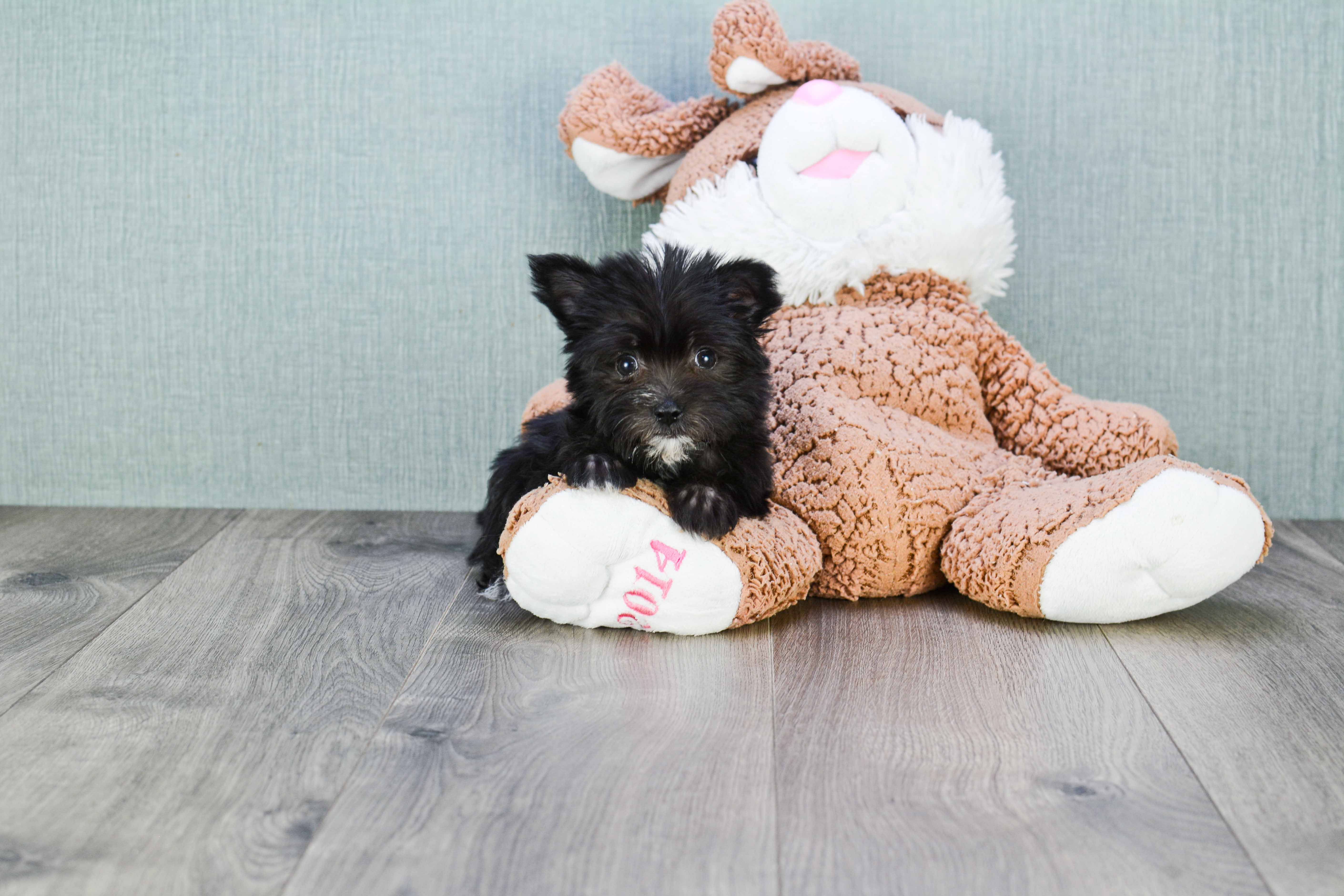 Cute Morkie Baby