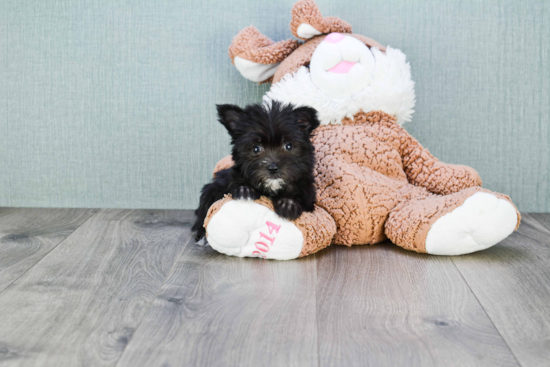 Cute Morkie Baby