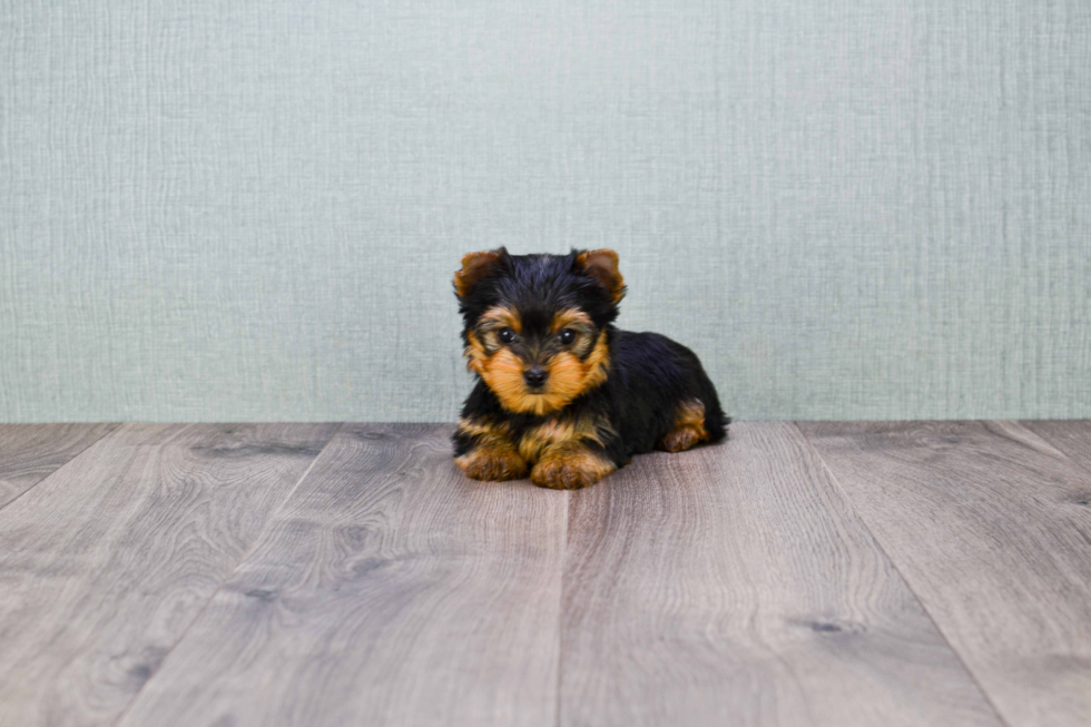 Meet Giselle - our Yorkshire Terrier Puppy Photo 