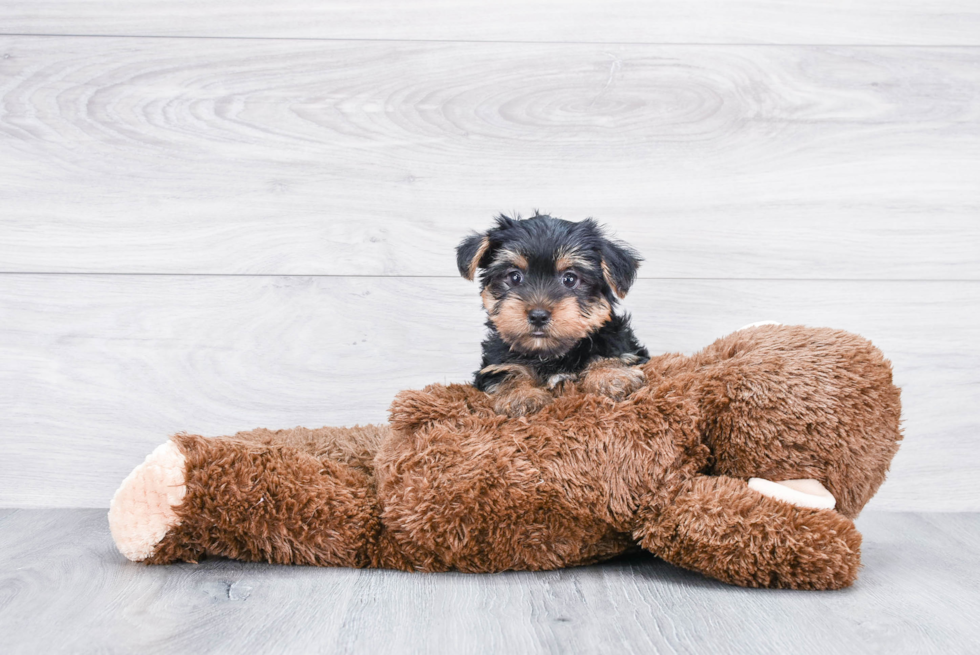 Meet Snickers - our Yorkshire Terrier Puppy Photo 