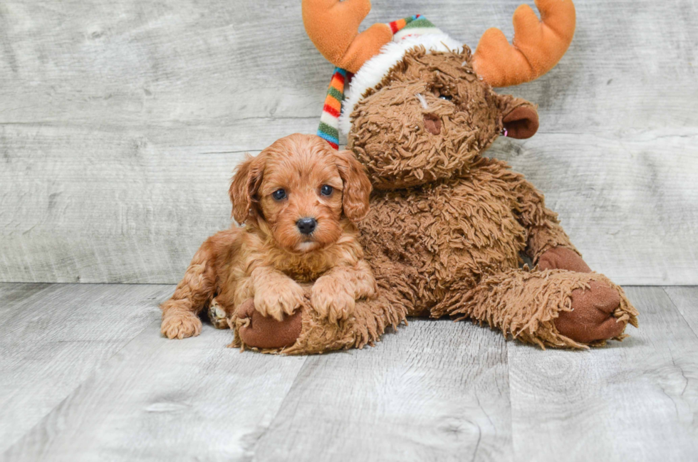 Cavapoo Puppy for Adoption