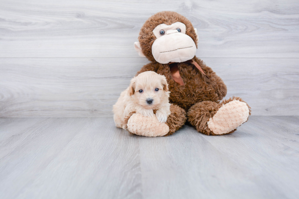 Smart Maltipoo Poodle Mix Pup