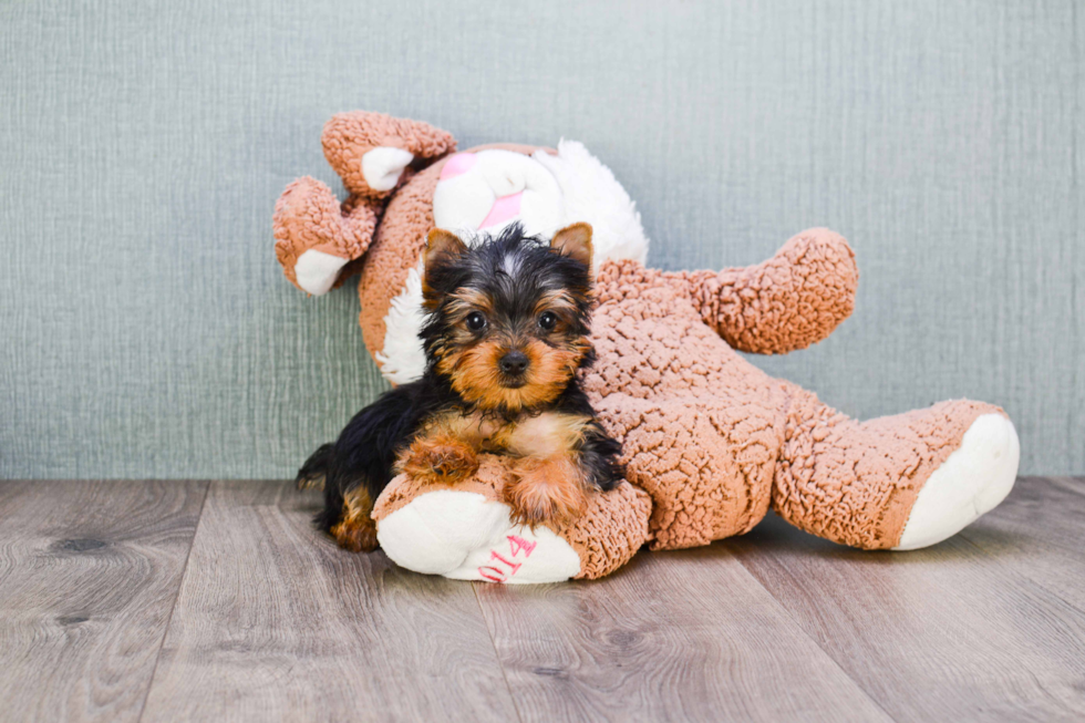 Meet Nugget - our Yorkshire Terrier Puppy Photo 