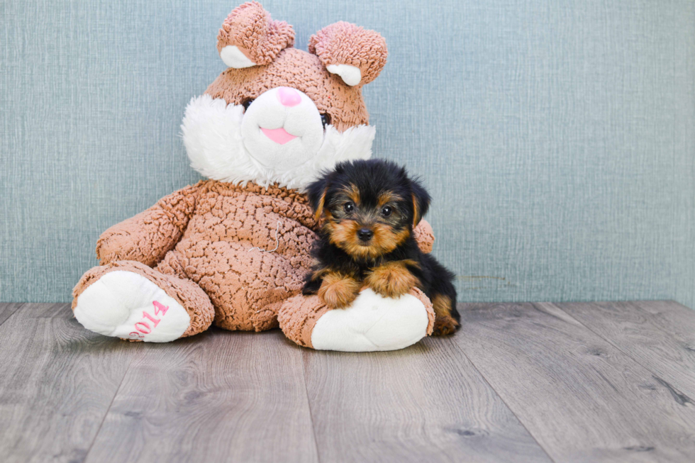 Meet Timmy - our Yorkshire Terrier Puppy Photo 