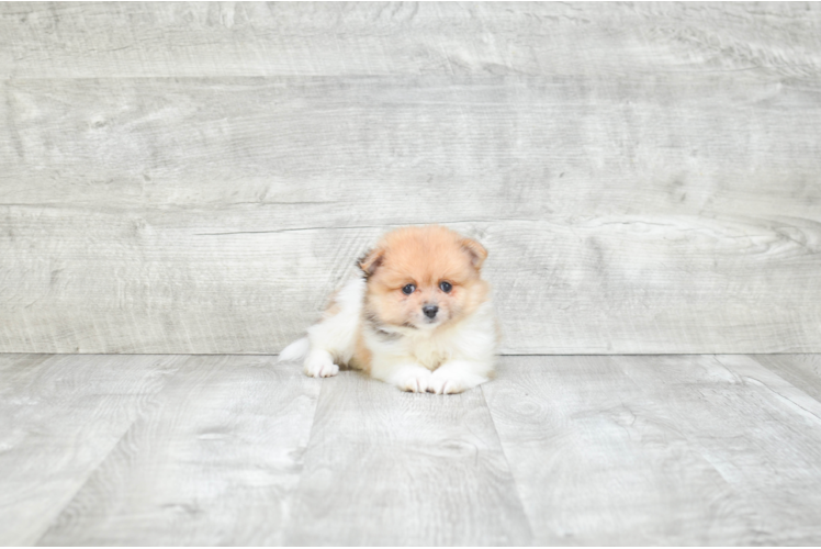 Funny Pomeranian Purebred Pup