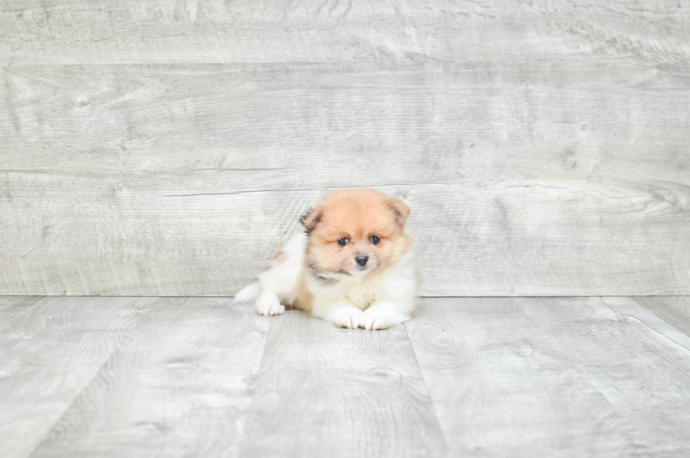 Funny Pomeranian Purebred Pup