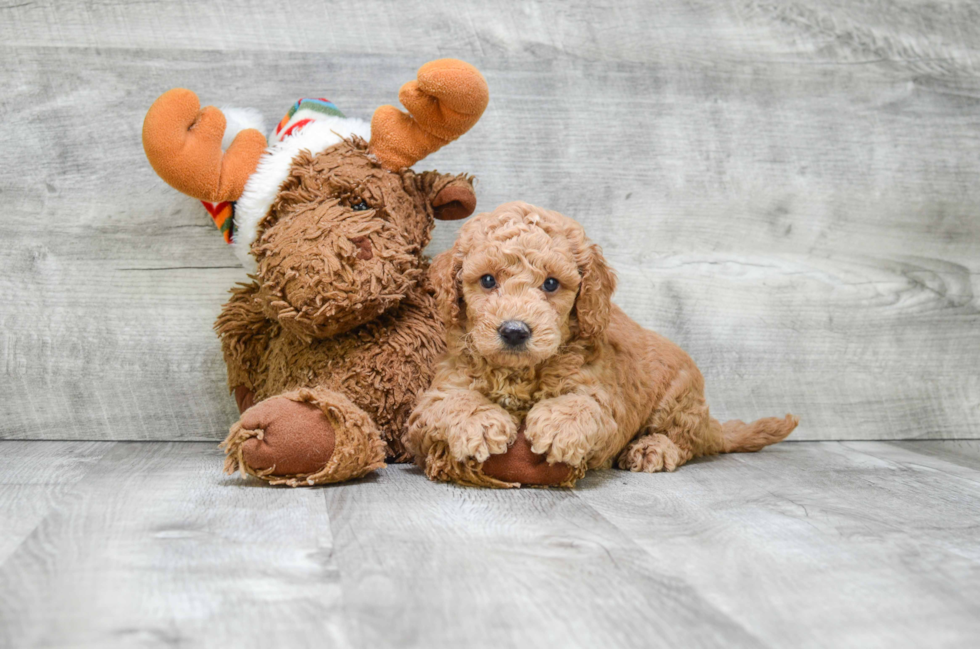 Mini Goldendoodle Pup Being Cute