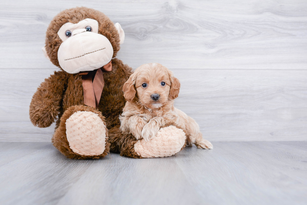 Petite Mini Goldendoodle Poodle Mix Pup