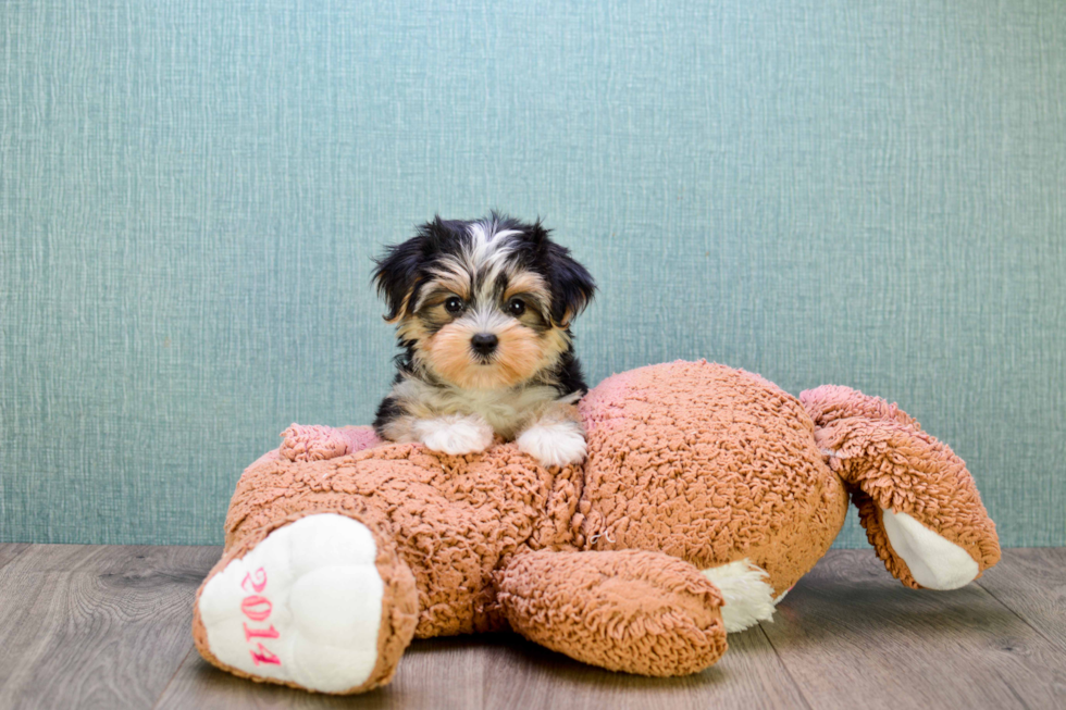 Morkie Puppy for Adoption