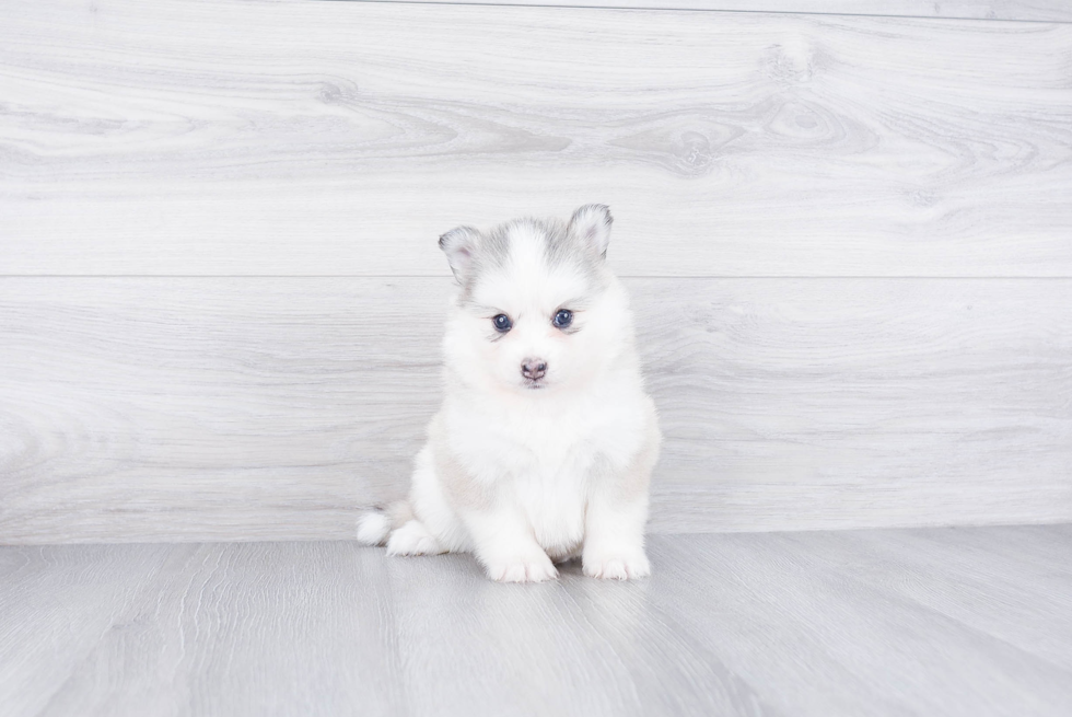 Best Pomsky Baby